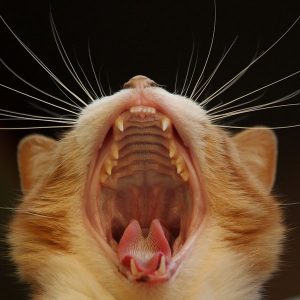 cat yawning