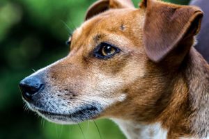 Dog face close up