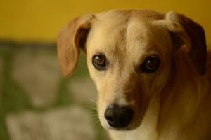 dog with sad face