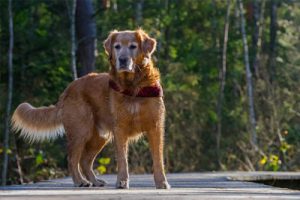 Dog Protrait