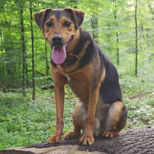 dog mixed breed hybrid