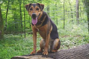 dog mixed breed hybrid