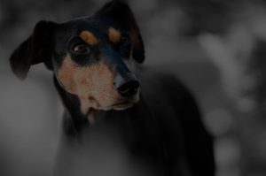 Focusing on Dog Snout
