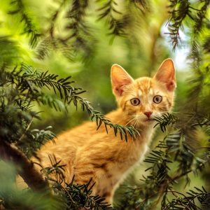 cat on the tree