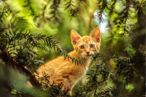 Cat on the Tree