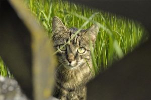 lookin at cat from the wooden wall