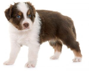 innocent looking puppy