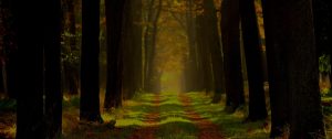 Forest path