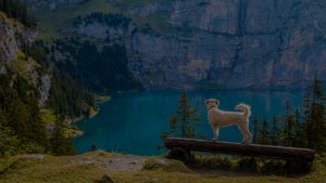 dog on the lake